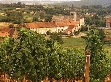 Maconnais vineyards, Poilly Fuisse, Ozenay, near Macon, Saone-et-Loire, Burgundy, France, Europe