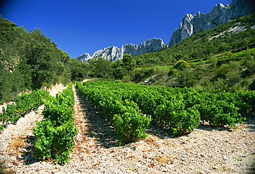 Cotes de Rhone vineyards, Dentelles de Montmirail, Vaucluse, Provence, France, Europe