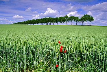 Poppies and field of wheat, Somme, Nord-Picardie (Picardy), France, Europe