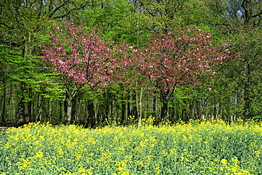 Trees in blossom in farmland in the Seine Valley, Eure, Basse Normandie, France, Europe