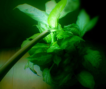 Watering a houseplant