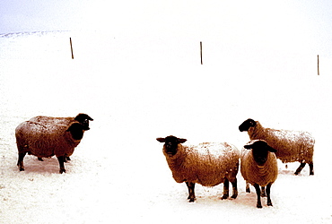 A group of sheep in a snow covered field in winter