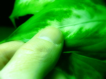 Touching a plant's green leaf