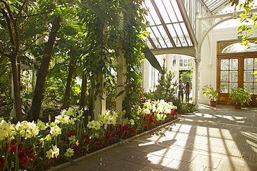 Interior of the Temperate House, Kew Gardens, UNESCO World Heritage Site, London, England, United Kingdom, Europe