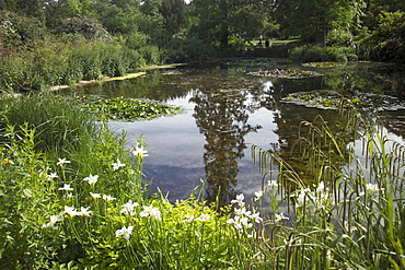 Lily Pond, Kew Gardens, UNESCO World Heritage Site, London, England, United Kingdom, Europe