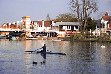 Man rowing on River Thames near Rowing Club, Marlow suspension bridge in background, Marlow, Buckinghamshire, England, United Kingdom, Europe