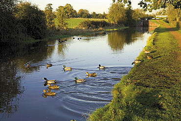 Ducks swimming in the Worcester and Birmingham canal, Astwood locks, Hanbury, Worcestershire, Midlands, England, United Kingdom, Europe