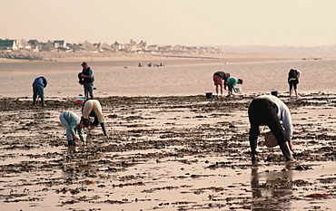 Searching for seafood on beach, Vanlee Haven, Cotentin Peninsula, Manche, Normandy, France, Europe