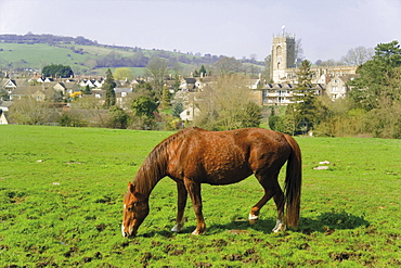 Horse, Winchcombe village, the Cotswolds, Gloucestershire, England, United Kingdom, Europe