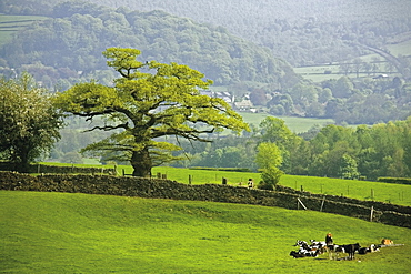 Peak District National Park, Derbyshire, England, United Kingdom, Europe