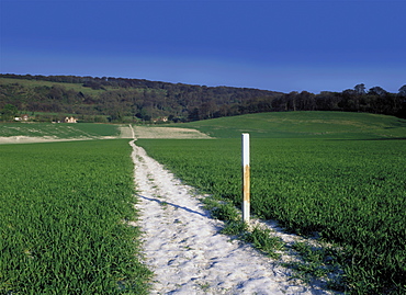 The Ridgeway Path, Ellesborough, The Chilterns, Buckinghamshire, England, United Kingdom, Europe