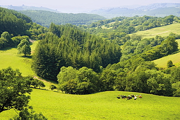 Powys countryside, mid Wales, United Kingdom, Europe