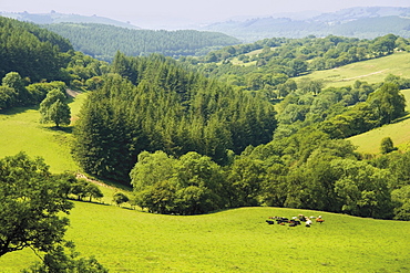 Countryside, Powys, mid-Wales, Wales, United Kingdom, Europe