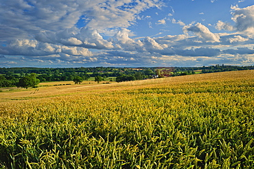 Wheatfield, Warwickshire, England, United Kingdom, Europe