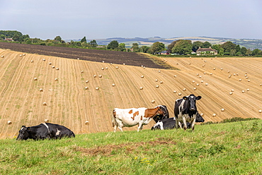 Cattle in field with farmland beyond, United Kingdom, Europe 