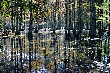 Cypress swamp, Cypress Gardens, North Charleston, South Carolina, USA