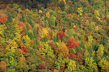 Aerial view over autumnal forest canopy, near Green Knob, Blue Ridge Parkway, North Carolina, United States of America, North America