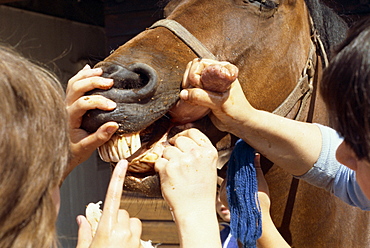 Inspecting horse's teeth, England, United Kingdom, Europe