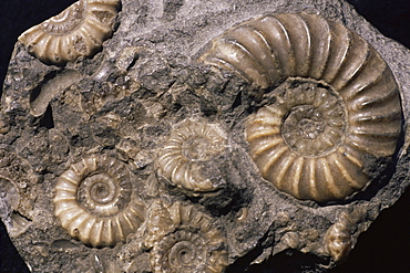 Fossils, ammonites