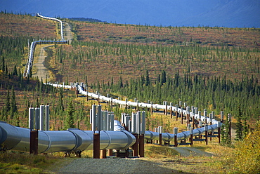 The Trans Alaska Oil Pipeline running on refrigerated support to stop oil heat melting the permafrost, Alaska, United States of America, North America