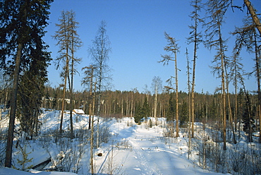 Forests of Pinega National Park in winter, Arkhangelsk, Russia, Europe