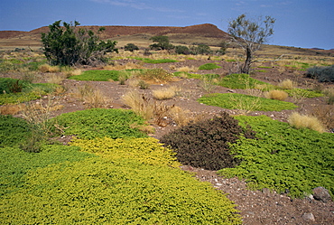 Kaokoveld Desert, Namibia, Africa