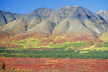 Autumn tundra landscape, Broad Pass, Denali National Park, Alaska, USA