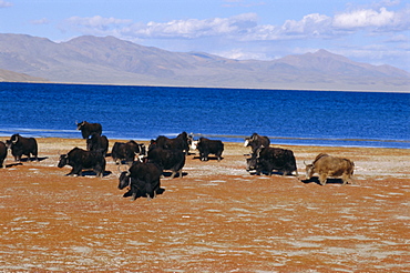 Yak herd on foreshore, sacred lake Manasarovar (Manasarowar), Kailas (Kailash) region, Tibet, China, Asia