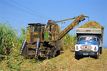 Cutting sugar by Cuban made machine, on a plantation on the south coast plain of Havana Province, Cuba, West Indies, Central America