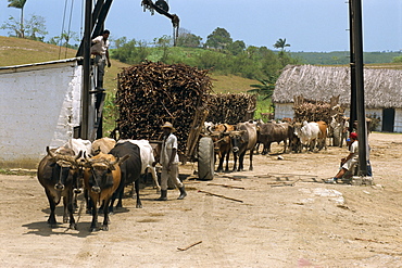 Ox carts haul stacked cane from fields for transfer to refinery, at a sugar plantation on the north coast plain of Pinar del Rio, Cuba, West Indies, Central America