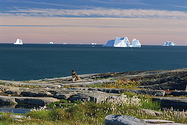 Shore platform with autumn tundra, icebergs in Disko Bay, Qeqertarsuaq (Godhavn) on Disko Island, West Coast, Greenland, Polar Regions