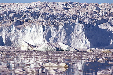 Eqip Glacier, major outlet from inland ice forming icebergs in arm of Disko Bay, west coast, Greenland, Polar Regions