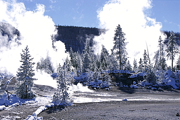 Geothermal steam, frosted trees and snow-free hot ground in Norris Basin in winter, Yellowstone National Park, UNESCO World Heritage Site, Wyoming, United States of America (U.S.A.), North America