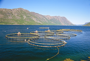 Fish farm in fjord, Altafjord, Talvik, Finnmark, Norway 