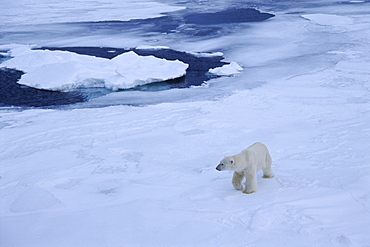 Polar bear on pack ice north of Spitsbergen, Svalbard, Arctic, Norway, Scandinavia, Europe, Polar Regions