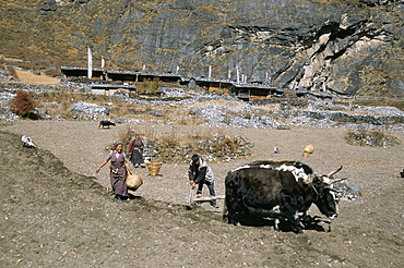 Ploughing potato fields with yaks below old Langtang village, Langtang, Nepal, Asia