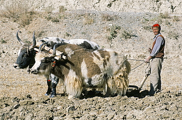 Yak-drawn plough in barley field high on Tibetan Plateau, Tibet, China, Asia