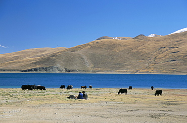 Yaks graze by Yamdrok Lake beside old Lhasa-Shigatse road, Tibet, China, Asia