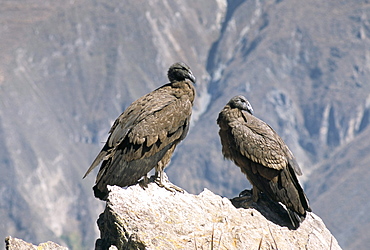 Two condors at Cruz del Condor, Colca Canyon, Peru, South America