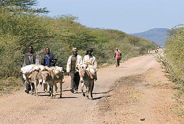 The long walk to the Saturday market at Sof Omar, Southern Highlands, Ethiopia, Africa