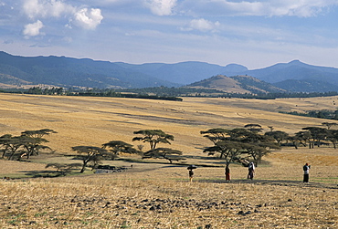 Acacia trees on high grasslands in front of Bale Mountains, Southern Highlands, Ethiopia, Africa