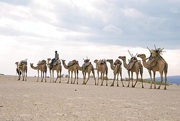 Camel train led by Afar nomad in very hot and dry desert, Danakil Depression, Ethiopia, Africa