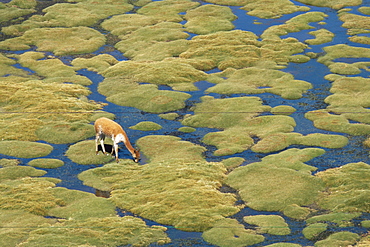 Vicuna grazing on moss at a spring, Parque Nacional de Lauca, Chile, South America