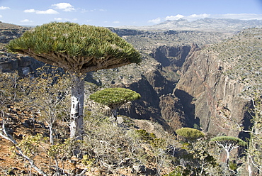 Dearhur Canyon, descending from Hagghir Mountains, Dragon's Blood Trees (Dracaena cinnabari), growing along rim, Diksam Plateau, central Socotra Island, Yemen, Middle East