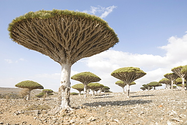 Dragon's Blood Tree (Dracaena cinnabari), endemic to island, Diksam Plateau, central Socotra Island, Yemen, Middle East