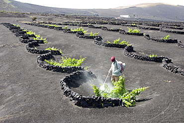 Vineyards of La Geria on volcanic ash of 1730s eruptions, Lanzarote, Canary Islands, Spain, Europe