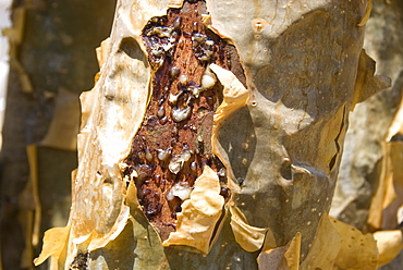 Frankincense, the resin seeping out into a cut in the tree's bark, Dhofar Mountains, Salalah, southern Oman, Middle East