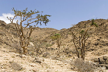 Frankincense trees growing wild on the limestone hillsides, Dhofar Mountains, Salalah, southern Oman, Middle East