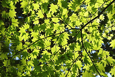 Japanese maple in summer colours, Kussharo caldera lake, Akan National Park, Hokkaido, Japan