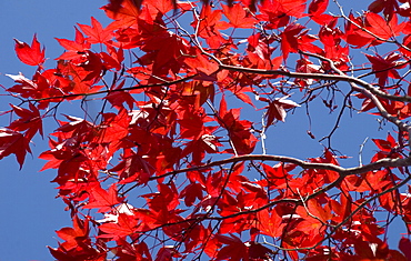 Japanese maple in autumn, Akan National Park, Hokkaido, Japan